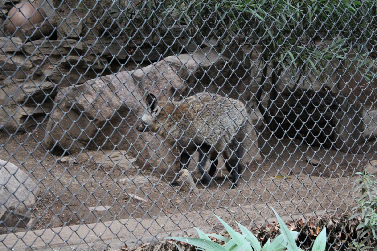 San Diego Zoo Part II 209